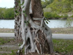 Florida_2007-2008-063